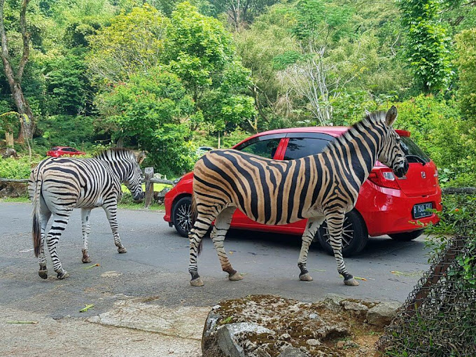 5 Destinasi Wisata di Bogor yang Tidak Boleh Anda Lewatkan